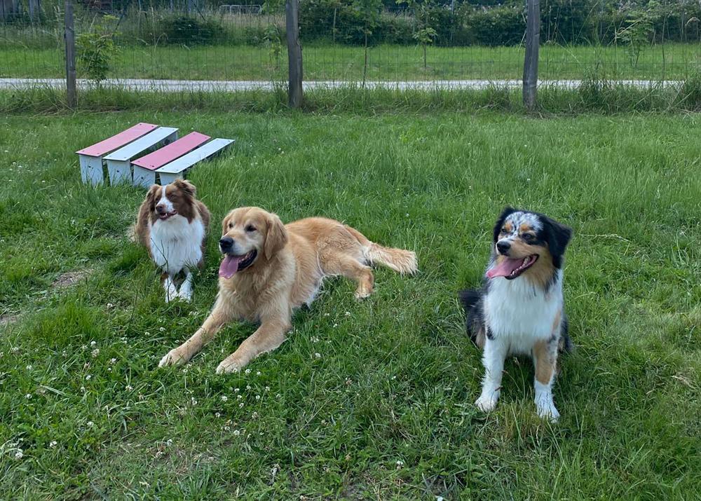 Formation pension canine à Sury-aux-Bois