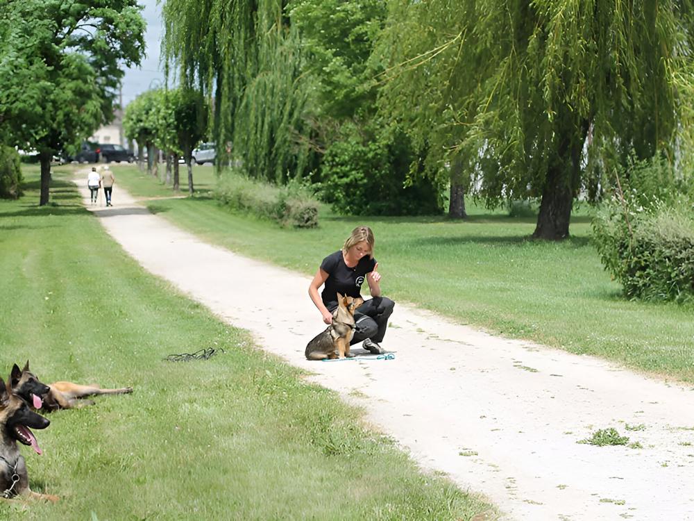 Formation educateur canin à Sury-aux-Bois