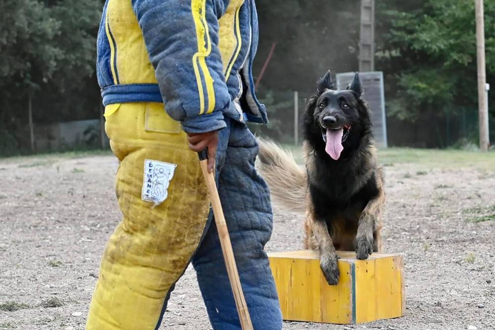 Formation chien mordant à Sury-aux-Bois
