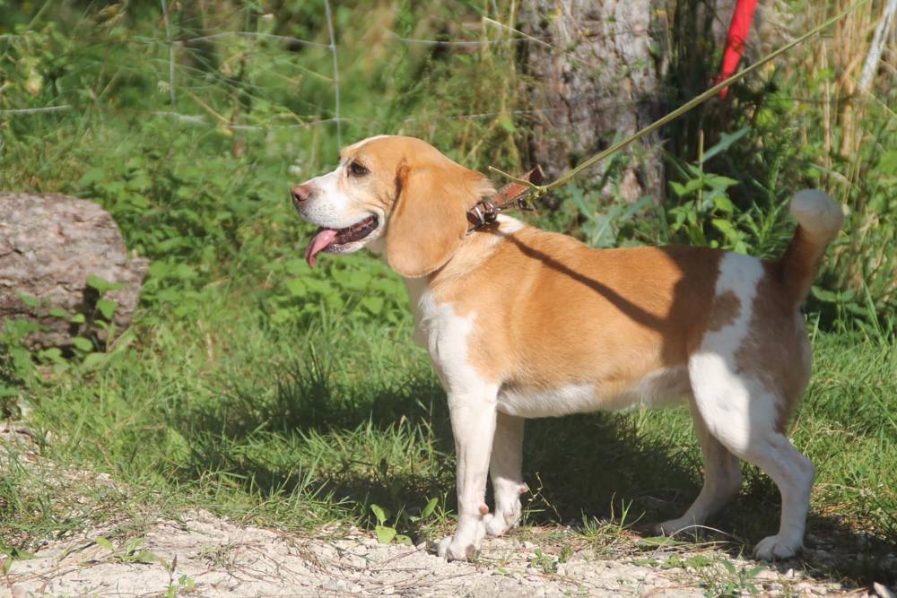 Formation secours canins à Sury-aux-Bois