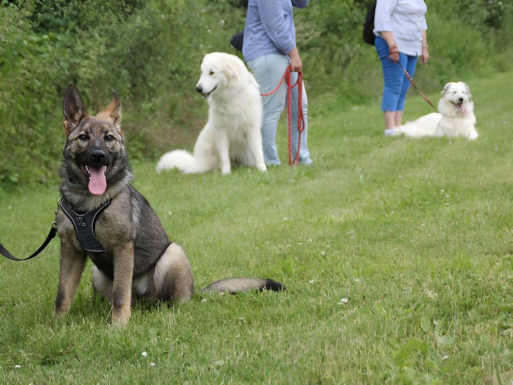 Formation dresseur canin à Sury-aux-Bois