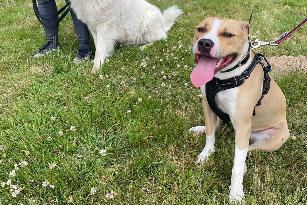 Formation chien spécialisé à Sury-aux-Bois